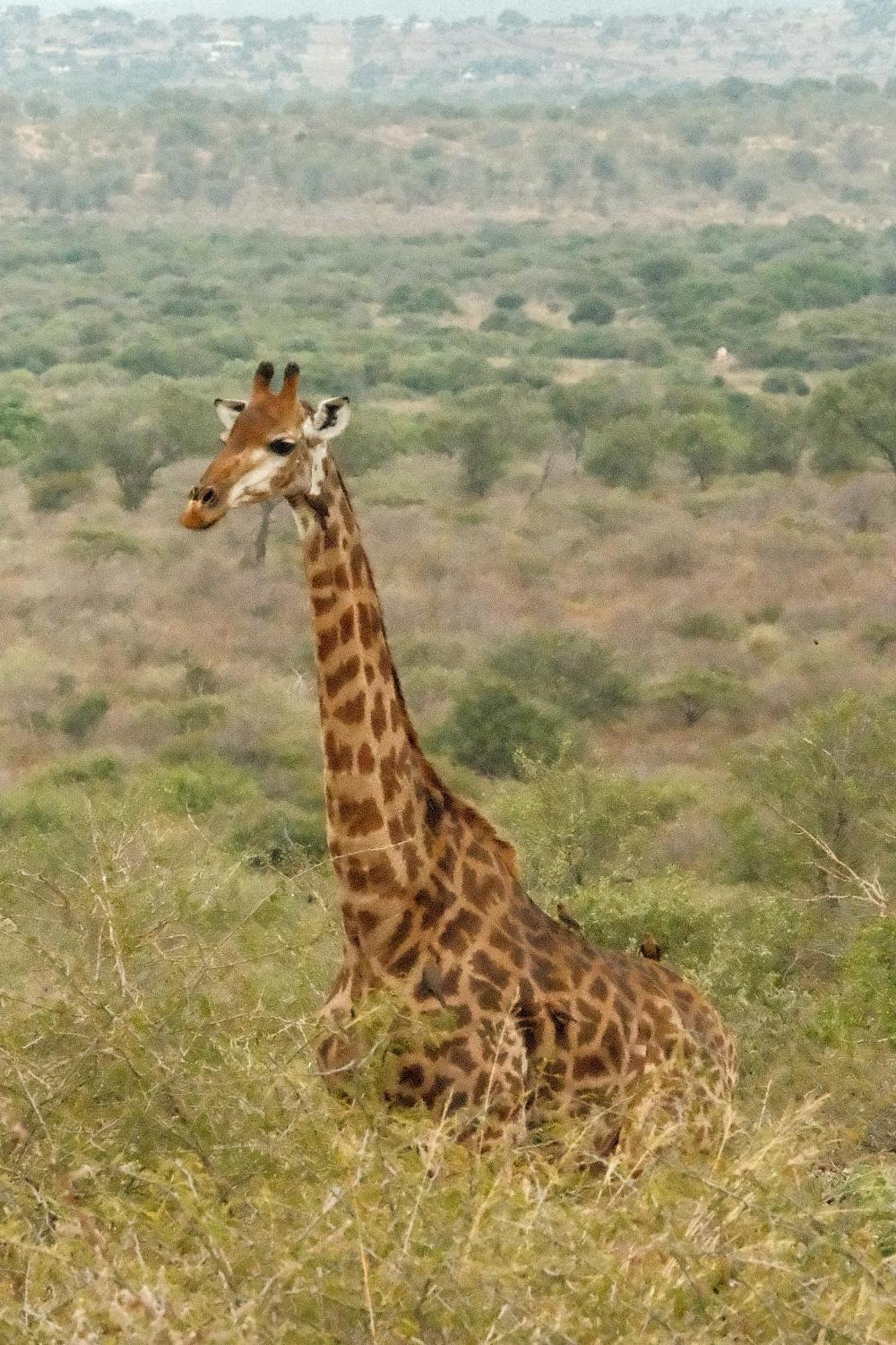 Africamps At White Elephant Safaris Pongola Zewnętrze zdjęcie