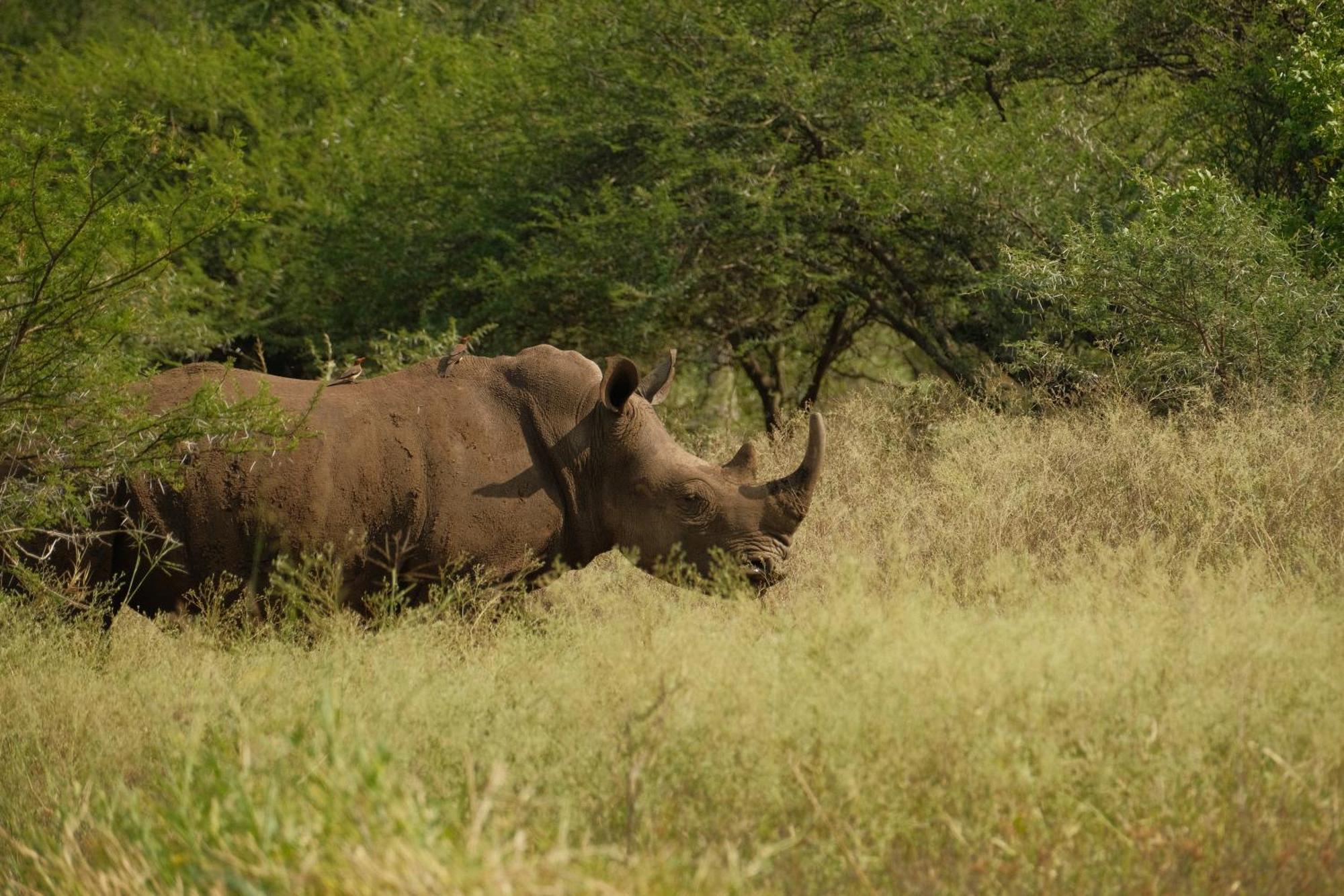 Africamps At White Elephant Safaris Pongola Zewnętrze zdjęcie