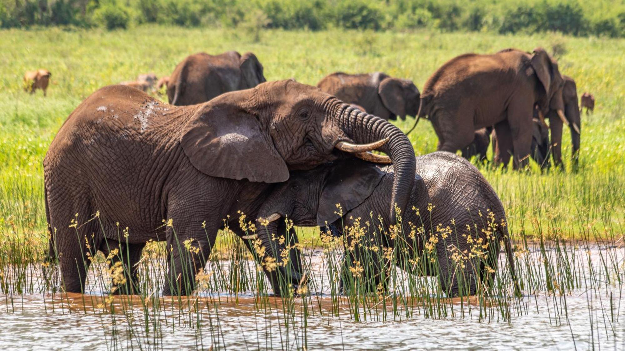 Africamps At White Elephant Safaris Pongola Zewnętrze zdjęcie