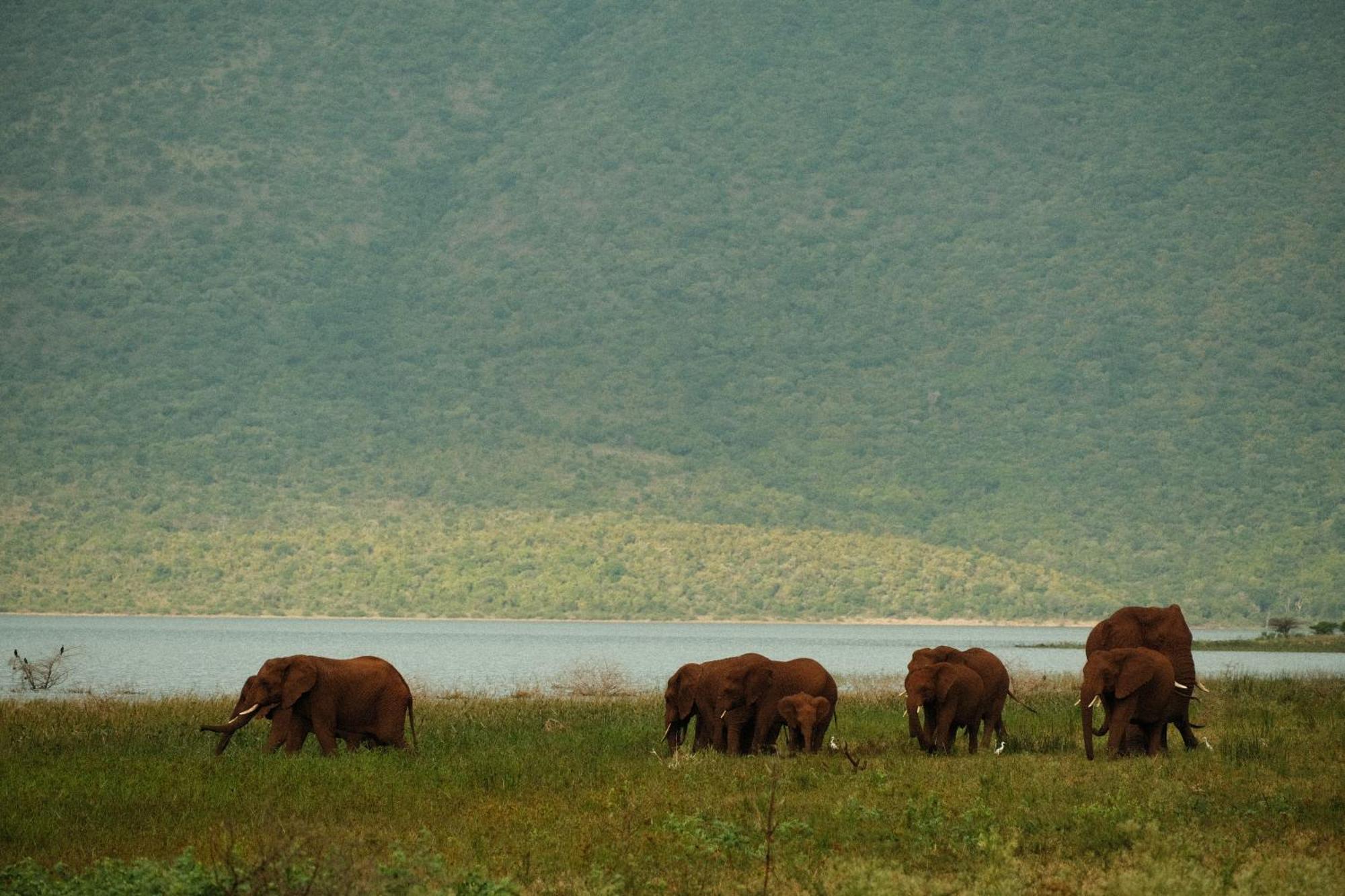 Africamps At White Elephant Safaris Pongola Zewnętrze zdjęcie