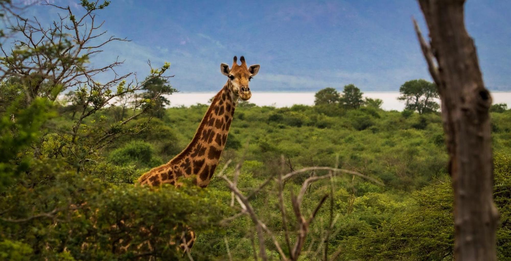 Africamps At White Elephant Safaris Pongola Zewnętrze zdjęcie